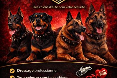 services_propositions_d_affaires GS13-IMMO  